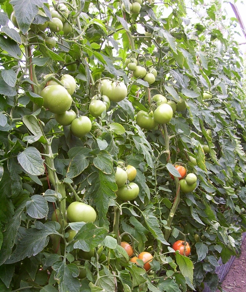 Indeterminate Round tomato 850-044 p2